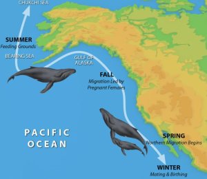 Gray Whale Migration