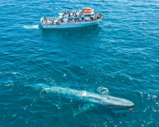 Blue Whale Migration Summer 2024