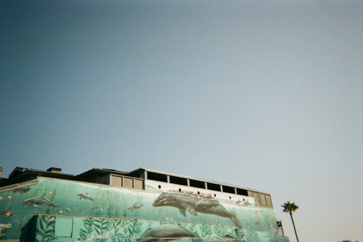 Laguna Beach Through My Eyes